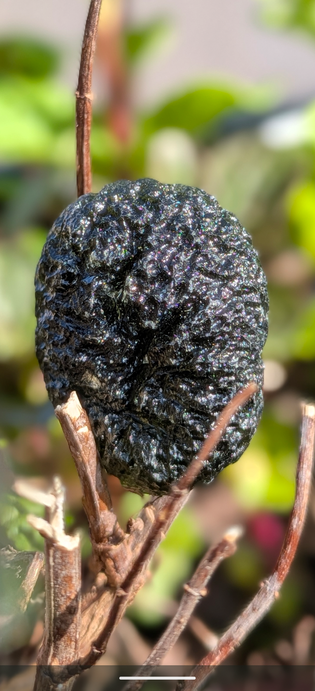 A+++ Grade Moldavite From Chlum #1 - 11.88g