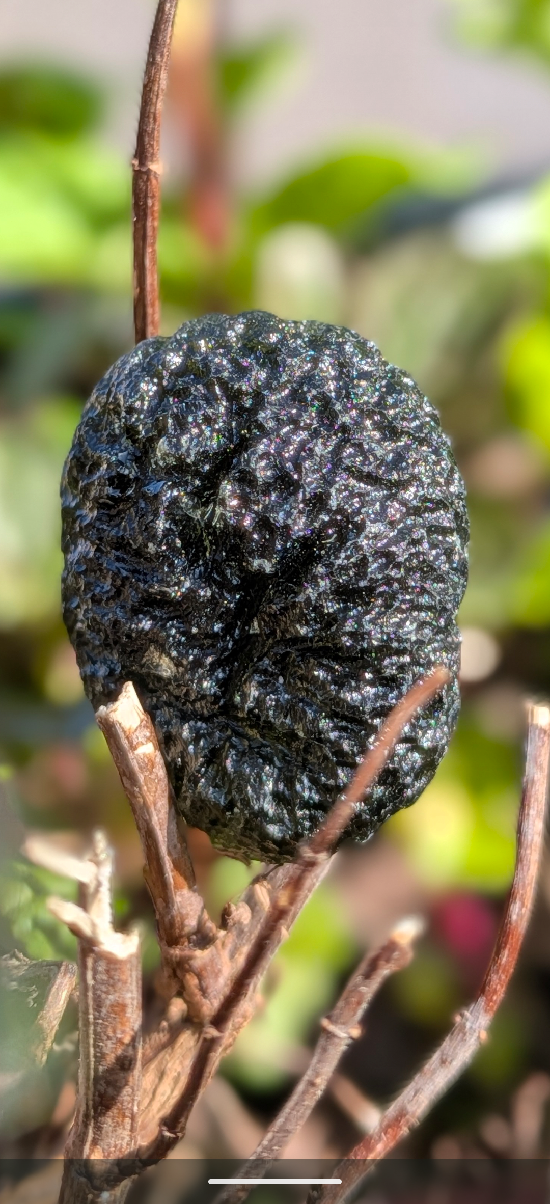 A+++ Grade Moldavite From Chlum #1 - 11.88g