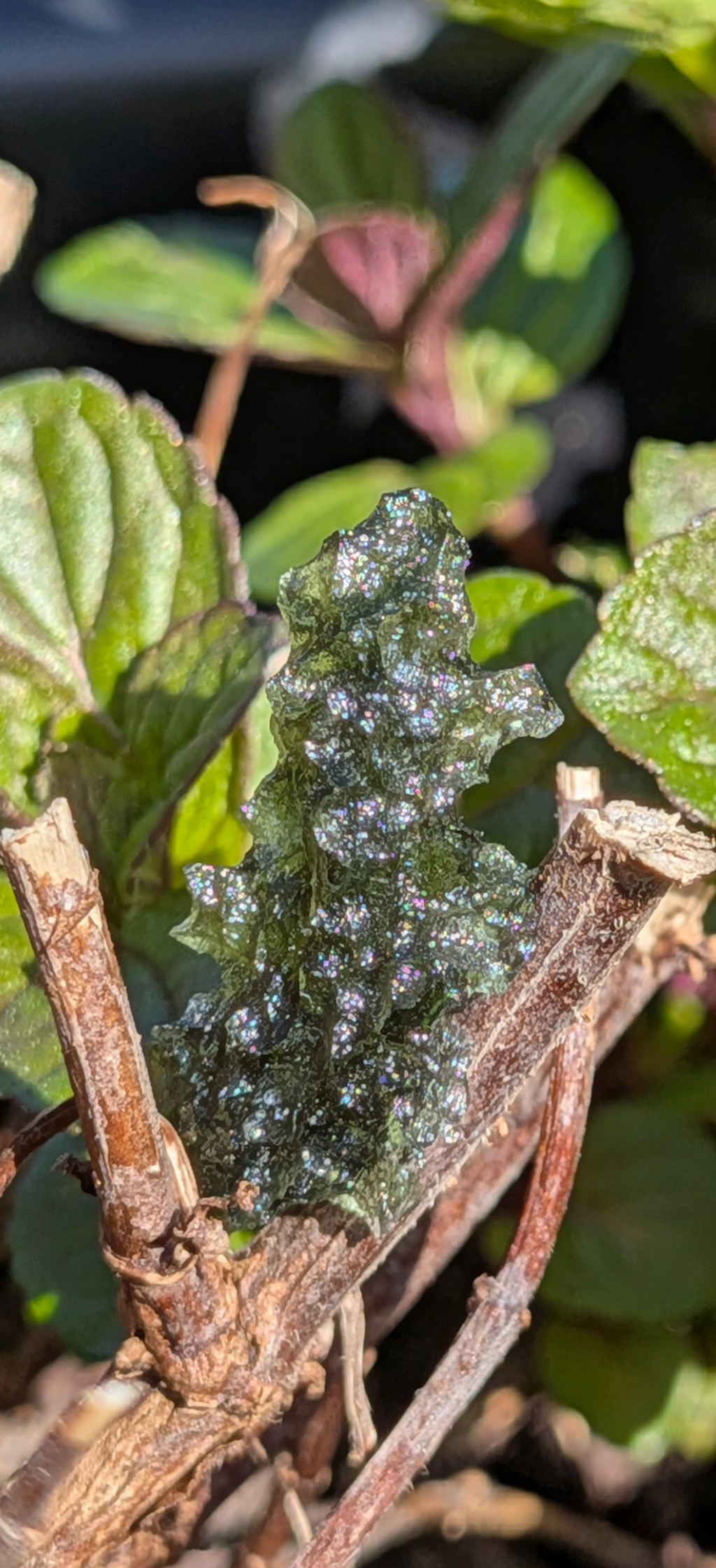 A++ Grade Hedgehog Moldavite From Besednice - Jezkovna #4 - 1.22g