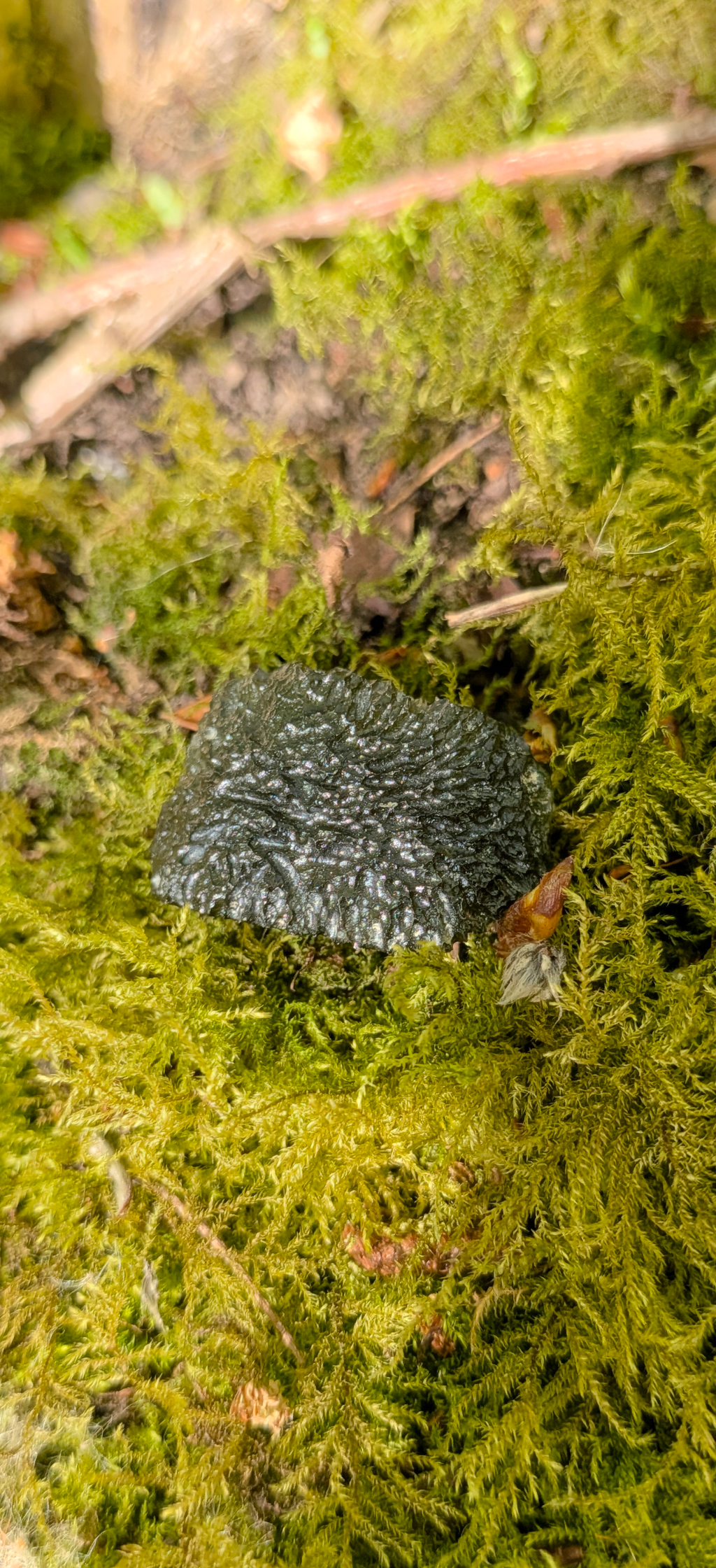 A++ Grade Moldavite From Chlum #41 - 4.17g