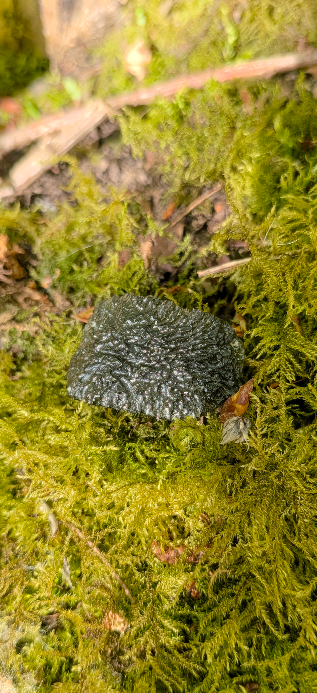 A++ Grade Moldavite From Chlum #41 - 4.17g