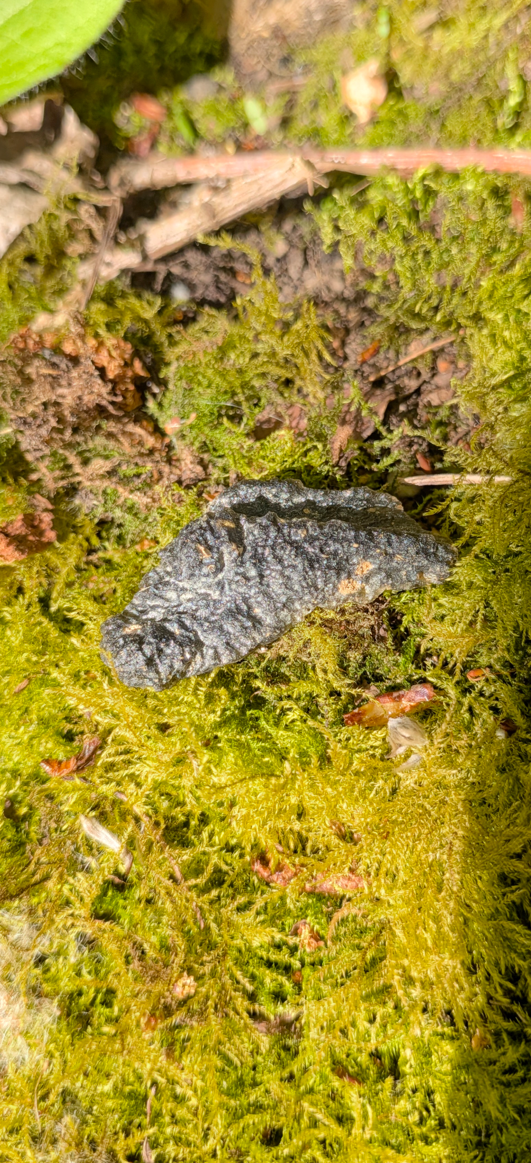 A++ Grade Moldavite From Nesmen - Louka #60 - 4.97g