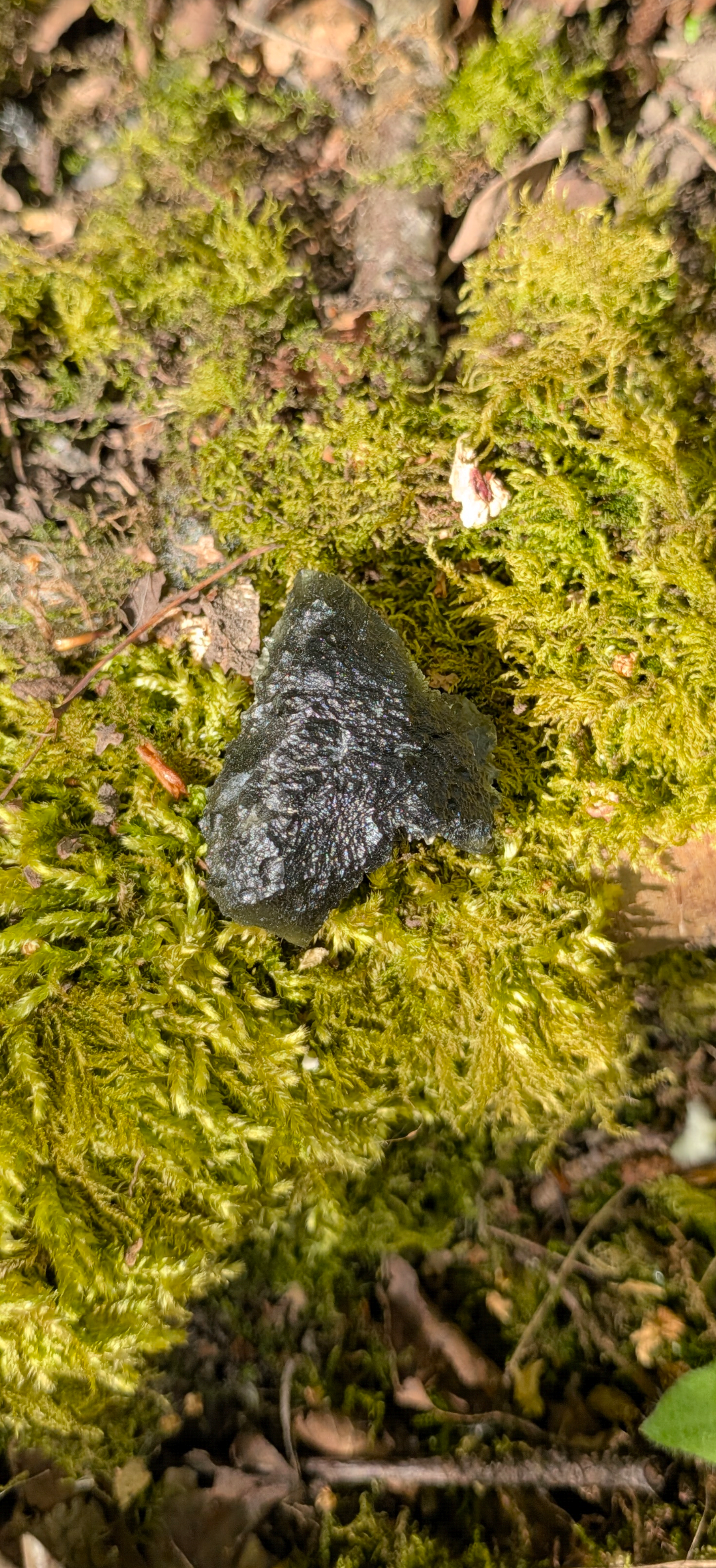 A+++ Grade Moldavite From Dolni Chrastany #83 - 13,64g