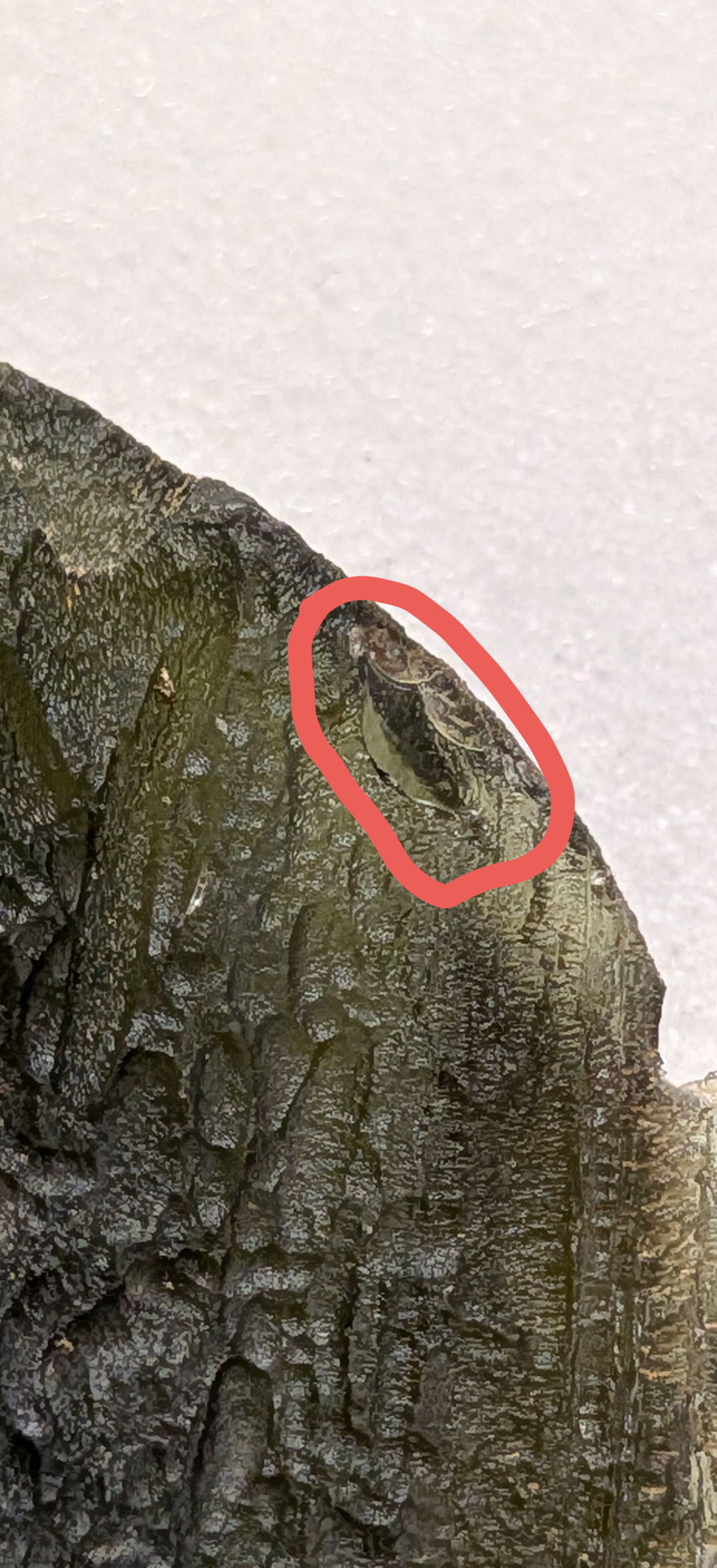 Moldavite From Lipi #86 - 16,97g
